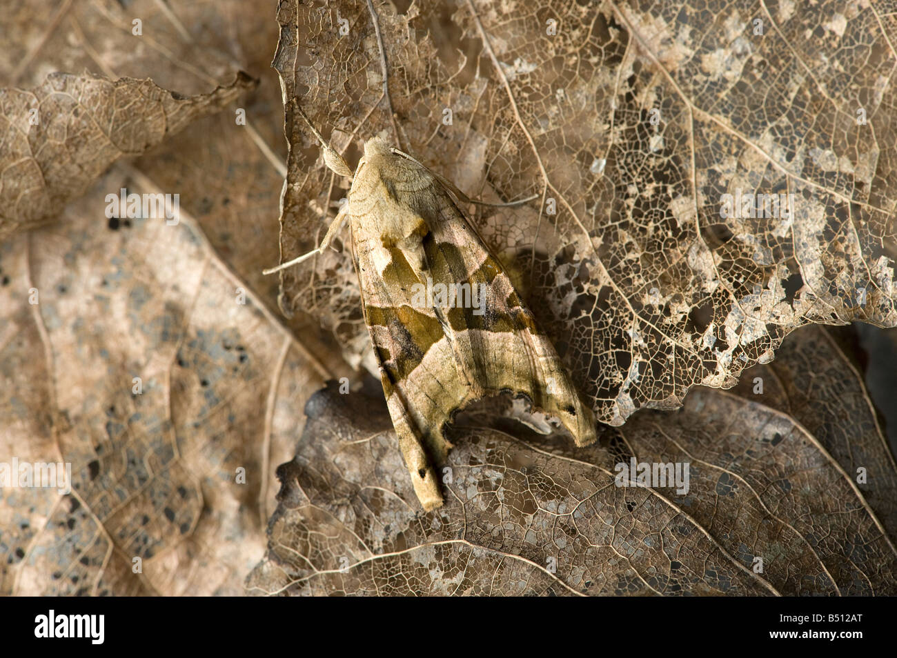 Sfumature di angolo moth Phlogophora meticulosa imita una foglia secca su foglie di scheletro imita una foglia secca Foto Stock