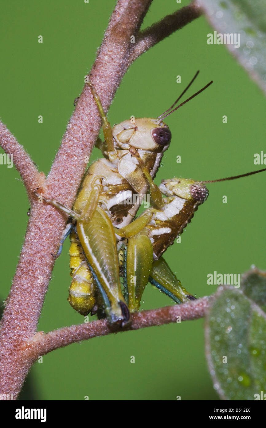 Grasshopper Acrididae coppia coniugata Sinton Corpus Christi Coastal Bend Texas USA Foto Stock