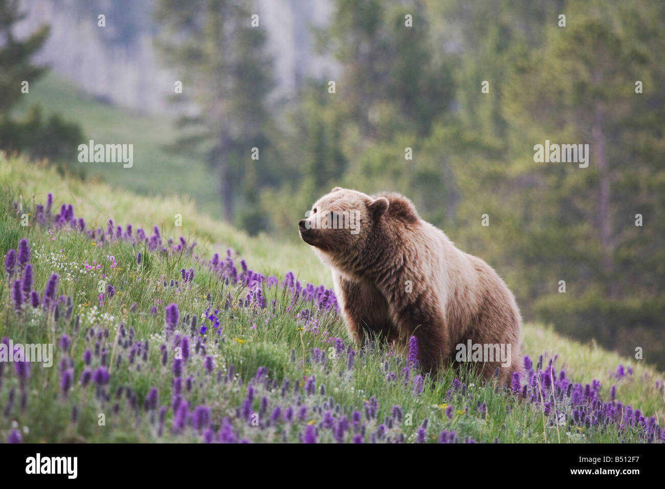 Orso grizzly Ursus arctos horribilis adulto nella frangia viola Phacelia sericea fiori Parco Nazionale di Yellowstone Wyoming USA Foto Stock