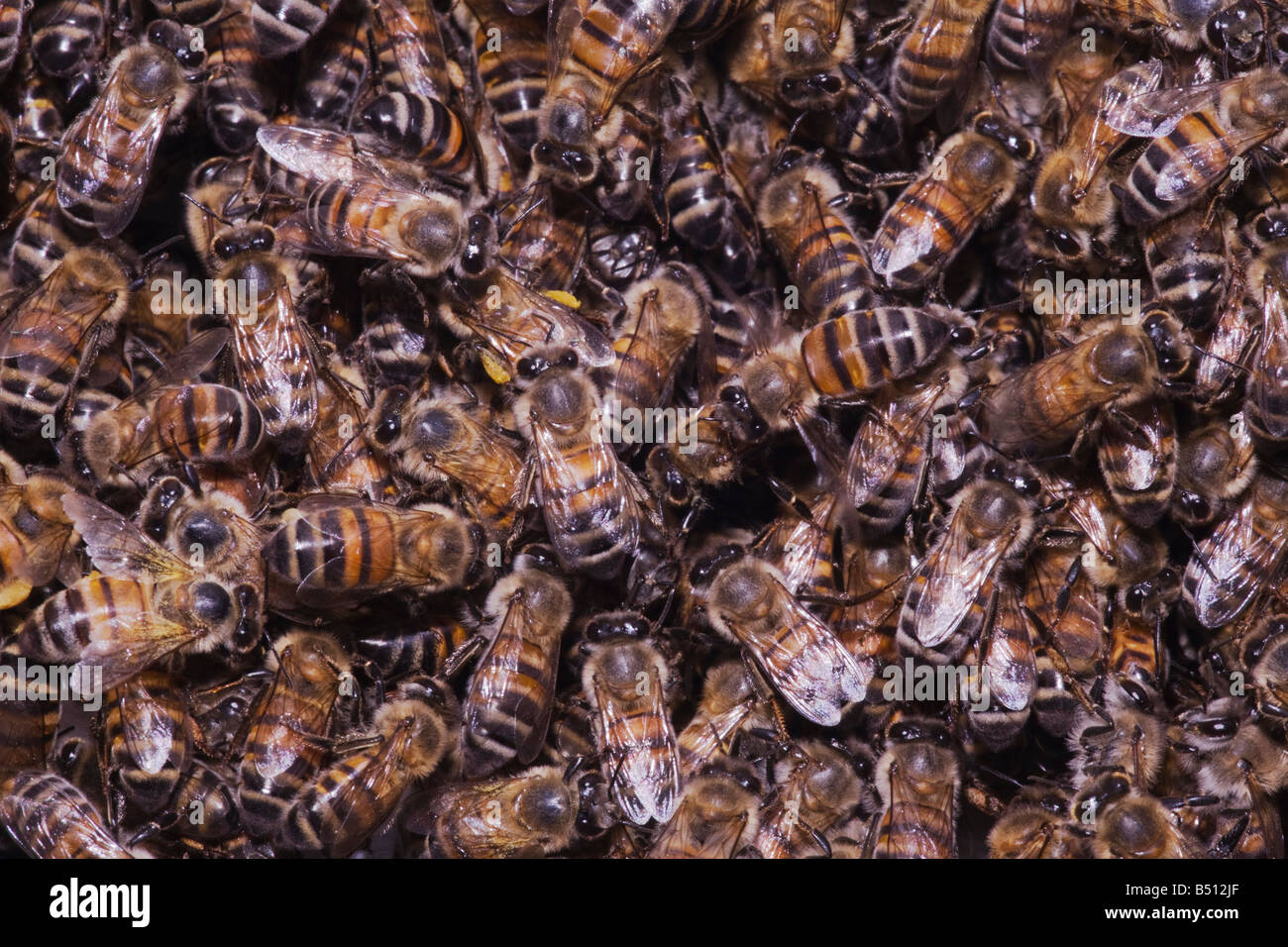 Honey Bee Apis mellifera hive Sinton Corpus Christi Coastal Bend Texas USA Foto Stock
