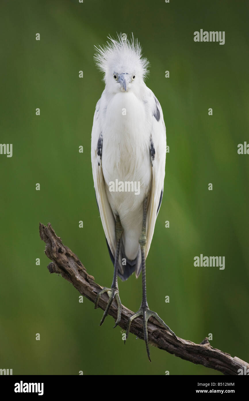 Piccolo airone cenerino Egretta caerulea Sinton immaturi Corpus Christi Coastal Bend Texas USA Foto Stock