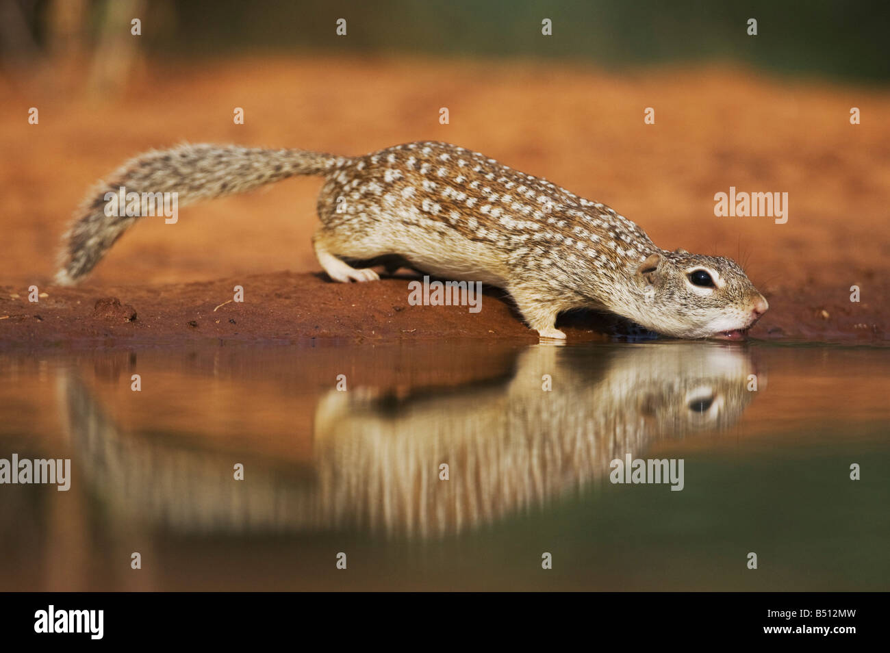 Terra messicana scoiattolo Spermophilus mexicanus adulto Sinton potabile Corpus Christi Coastal Bend Texas USA Foto Stock