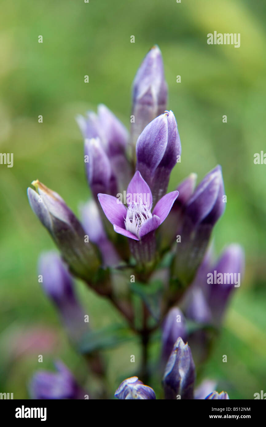 Chiltern genziana Gentianella germanica chilterns Foto Stock