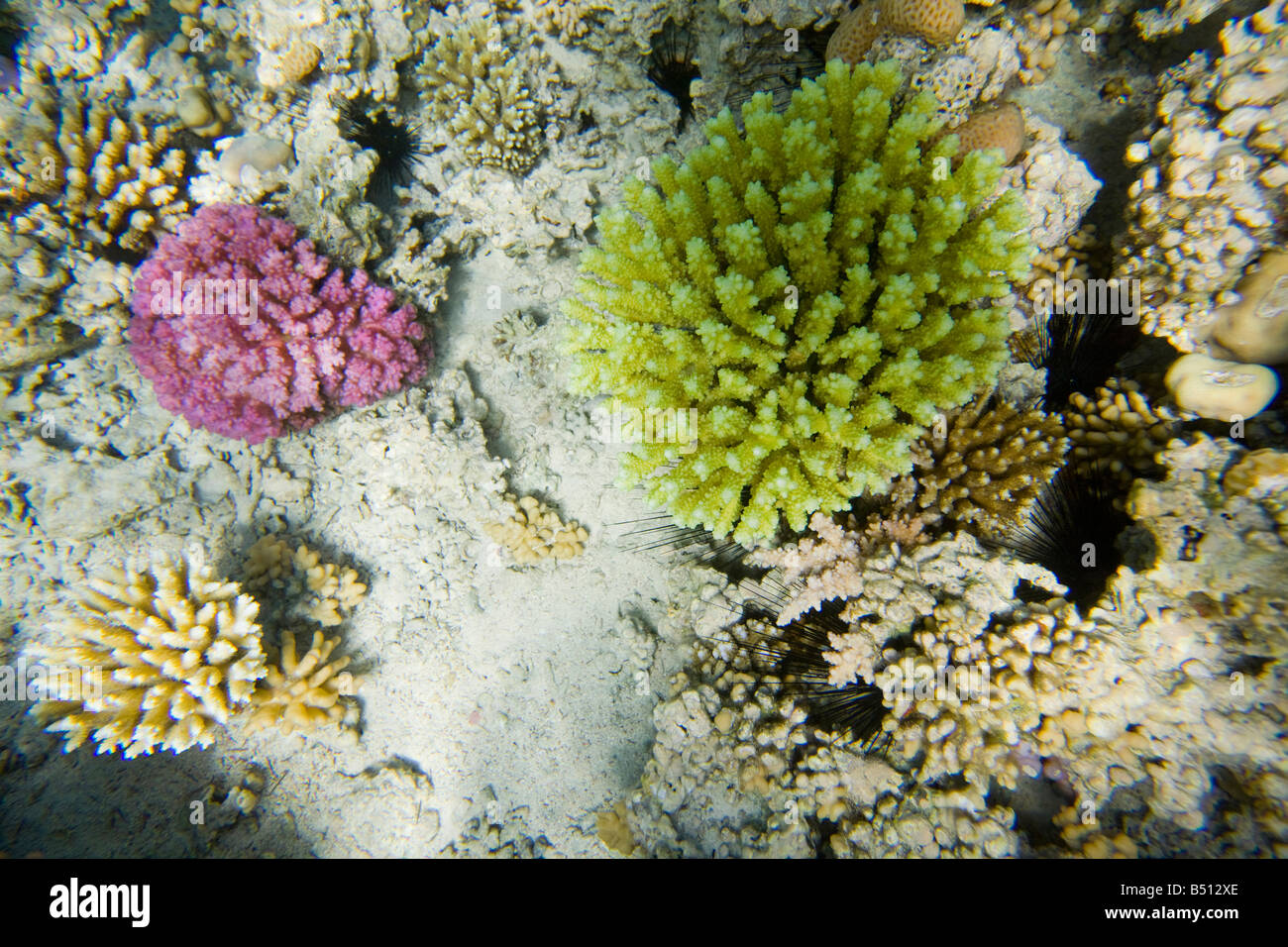 Coral reef off a Dahab nel Mar Rosso in Egitto Foto Stock