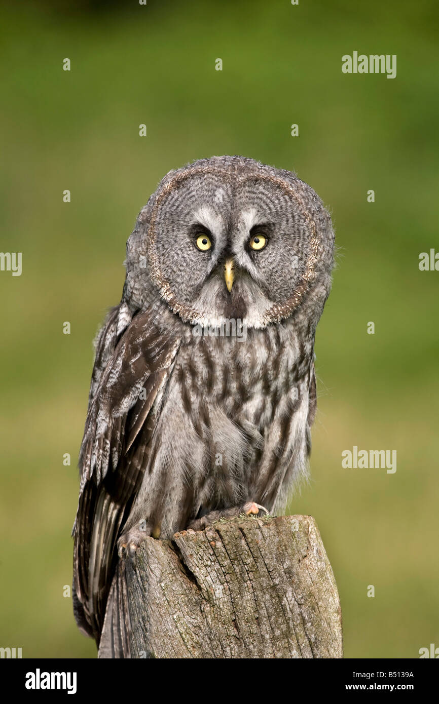 Grande gufo grigio Strix nebulosa captive bird Foto Stock