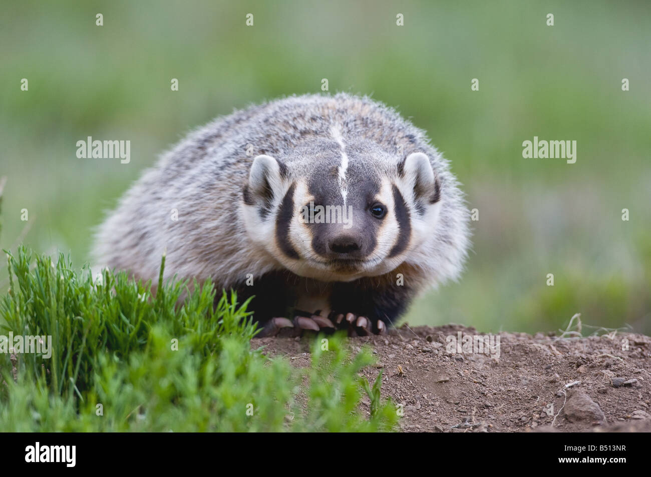 American Badger Taxidea taxus giovane a den Rocky Mountain National Park Colorado USA Foto Stock