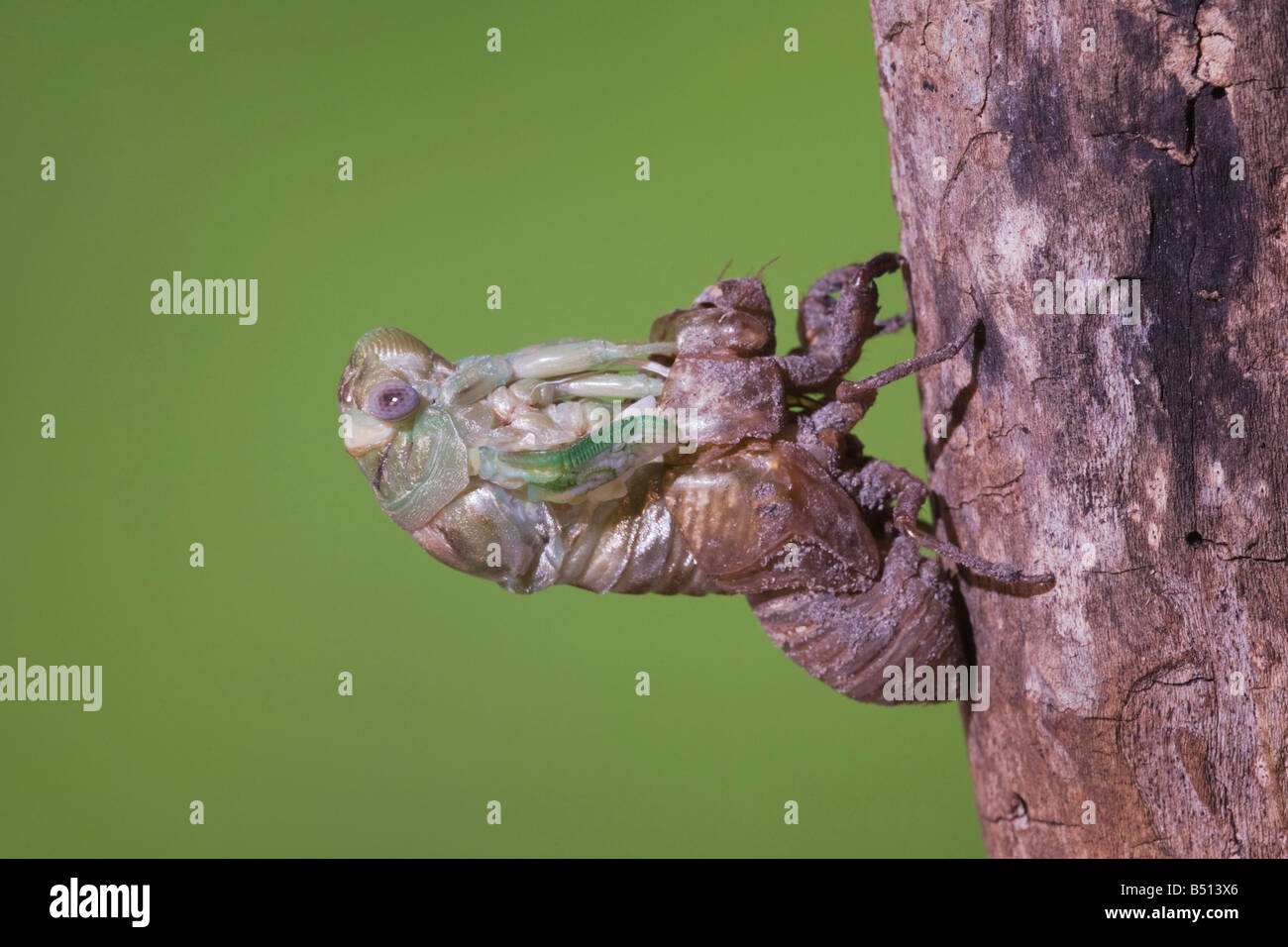 Cicala Tibicen adulto affilatura emergente dalla ninfa pelle Sinton Corpus Christi Coastal Bend Texas USA Foto Stock