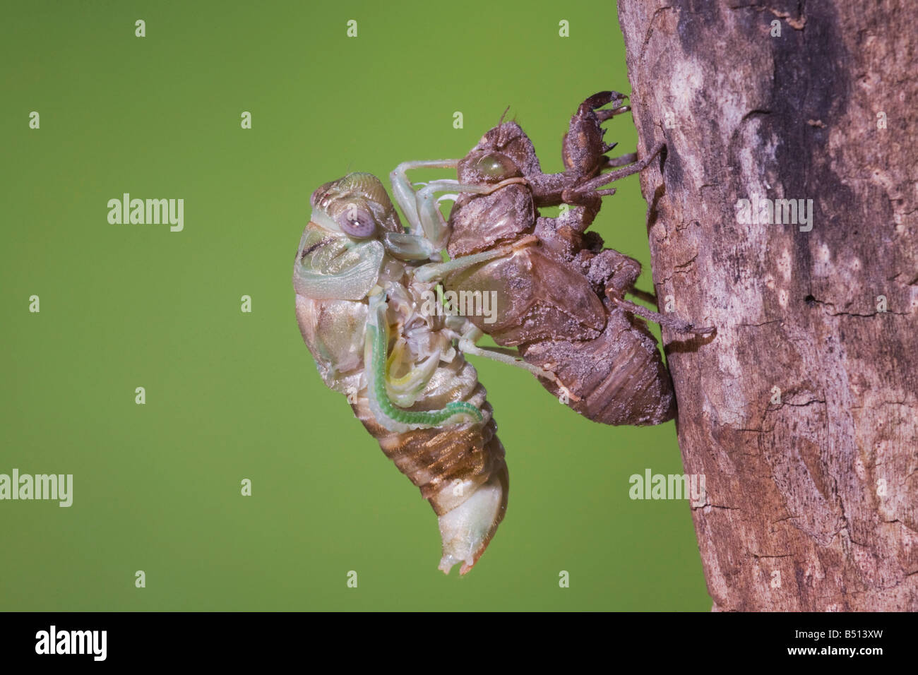 Cicala Tibicen adulto affilatura emersa dalla ninfa di essiccamento della pelle ali Sinton Corpus Christi Coastal Bend Texas USA Foto Stock
