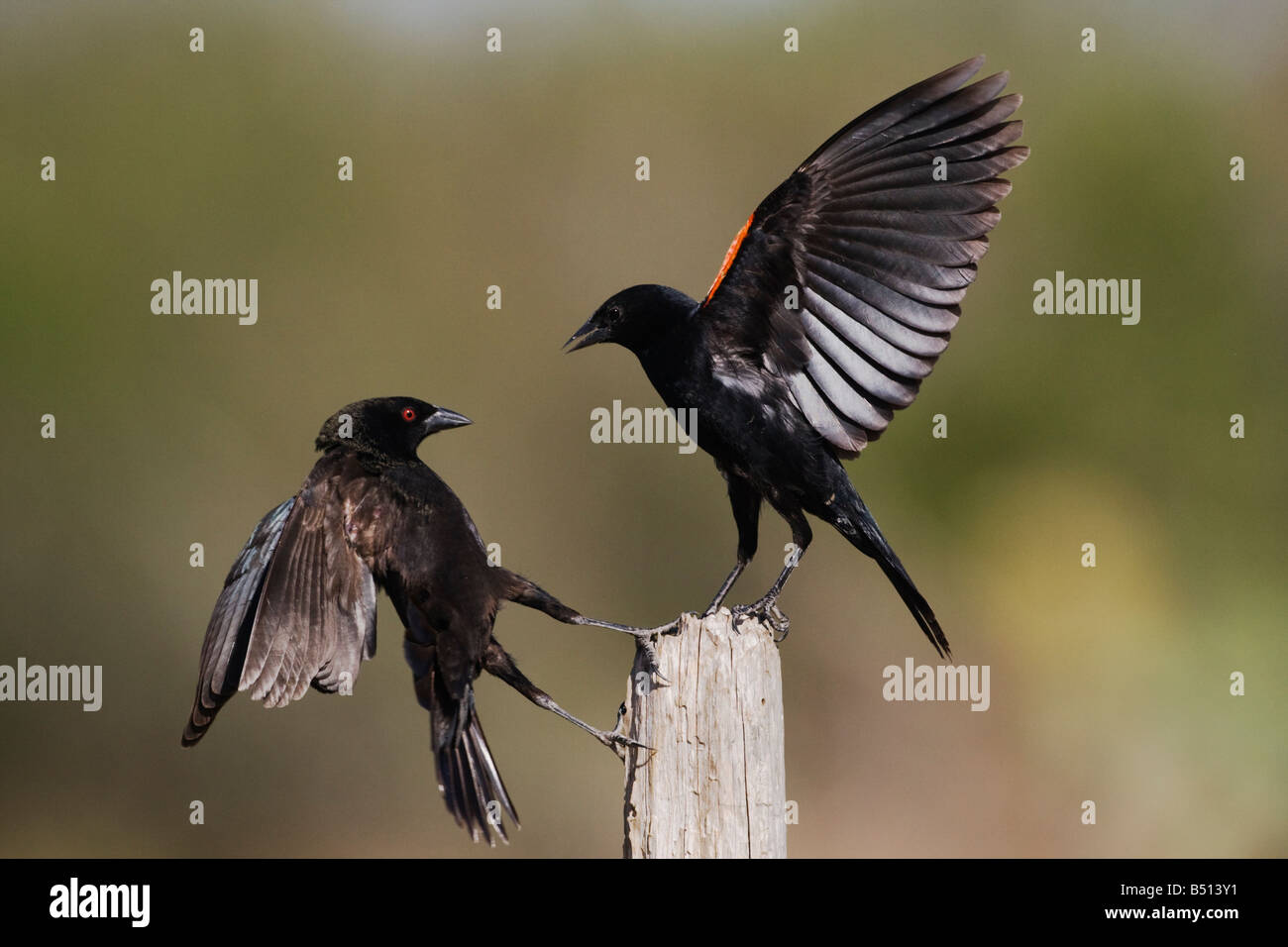 Cowbird bronzato Molothrus aeneus e red-winged Blackbird Agelaius phoeniceus combattimenti Corpus Christi Coastal Bend Texas USA Foto Stock