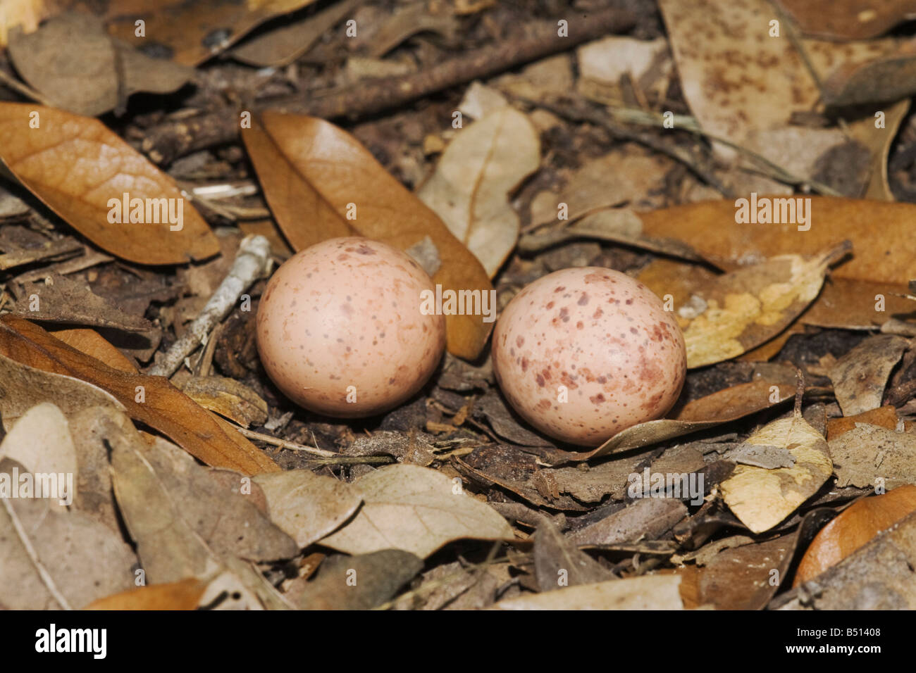 Comune Nyctidromus Pauraque albicollis uova nel nido Sinton Corpus Christi Coastal Bend Texas USA Foto Stock