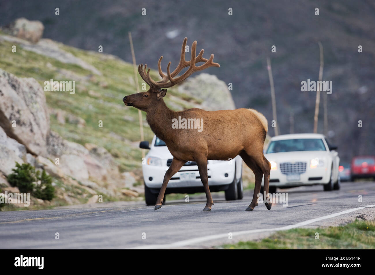Elk Wapiti Cervus elaphus bull strada di attraversamento del Rocky Mountain National Park Colorado USA Foto Stock