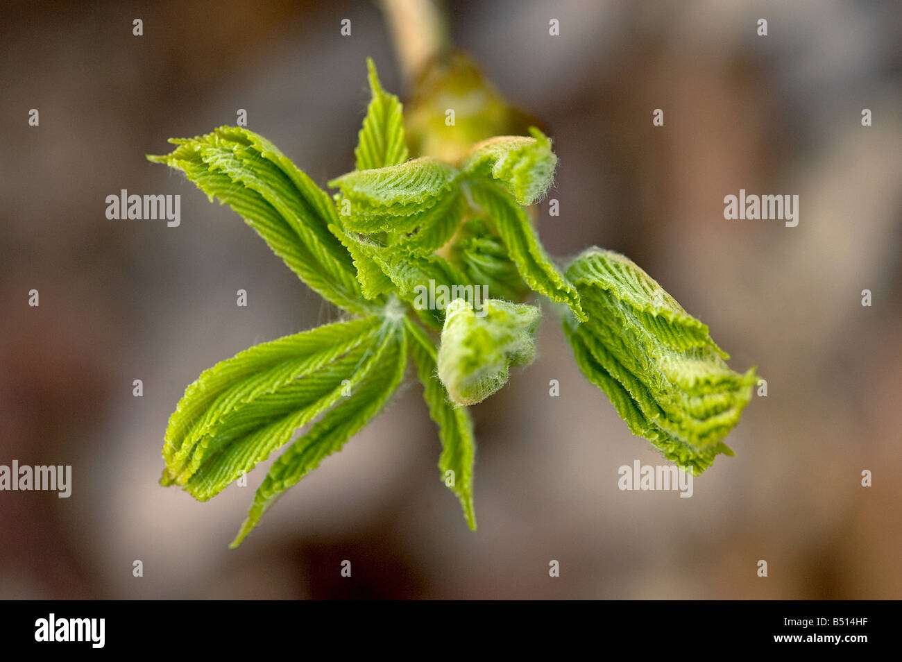 Sticky bocciolo di ippocastano Aesculus hippocastanum apertura visto da sopra illustrante foglie ripiegate dispiegarsi Foto Stock