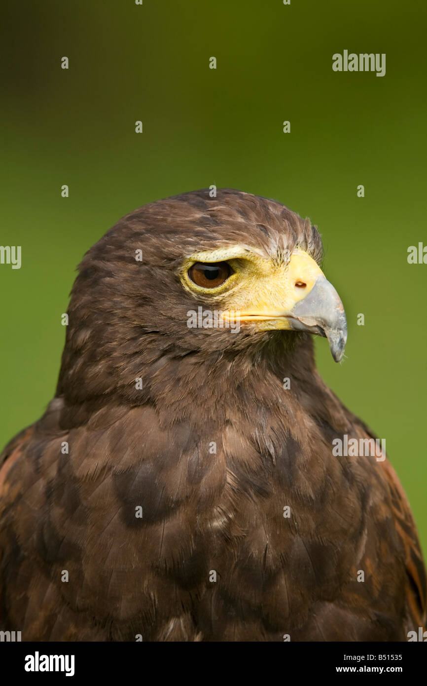Falco di harris Parabuteo unicinctus captive bird Foto Stock