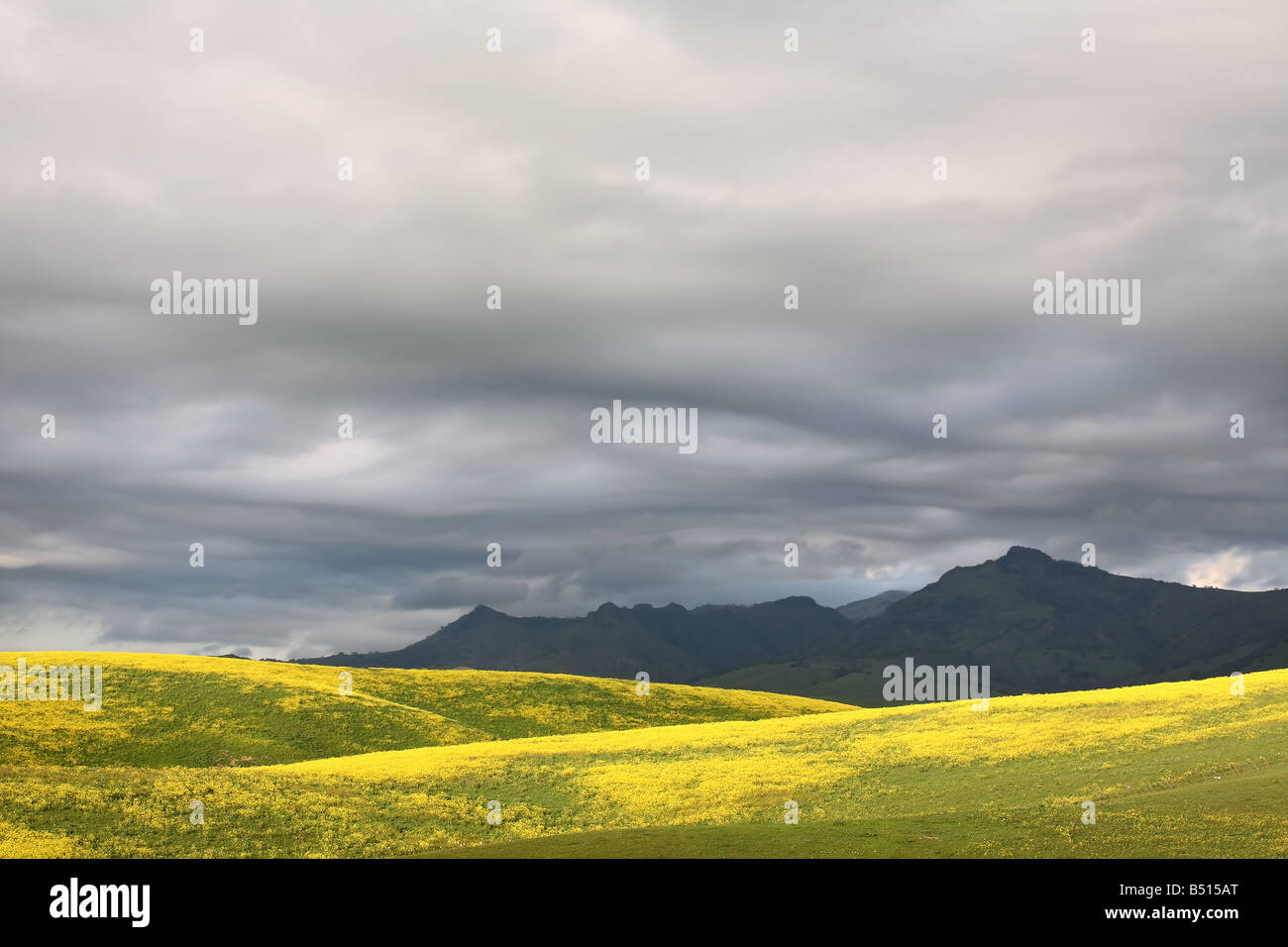 Giallo senape i campi con le montagne e le nuvole in movimento. Foto Stock