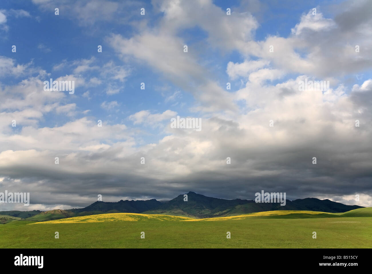Giallo senape i campi con le montagne e le nuvole in movimento. Foto Stock