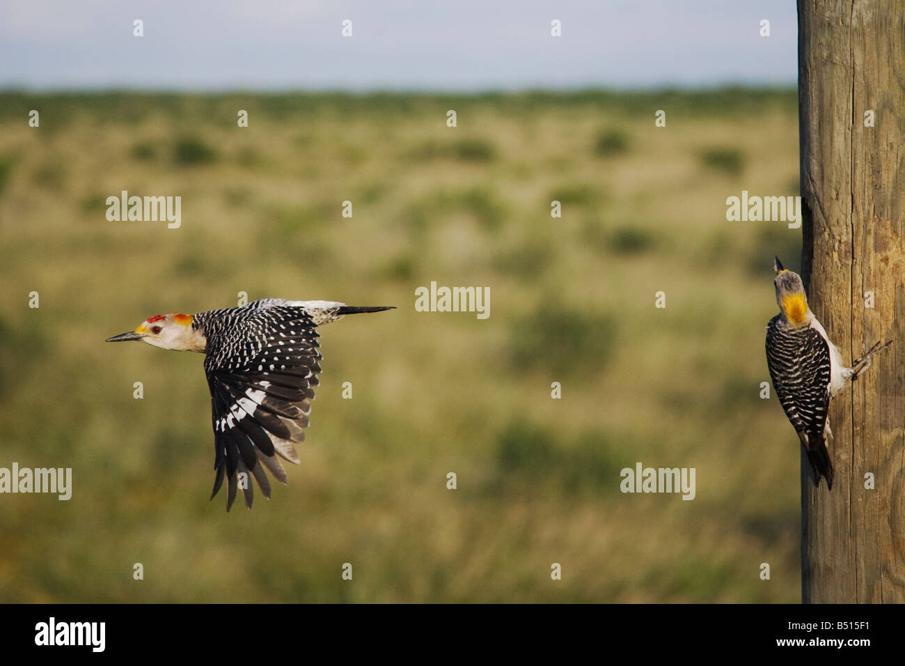Golden-Picchio fronteggiata Melanerpes aurifrons coppia sulla cavità di nidificazione Sinton Corpus Christi Coastal Bend Texas USA Foto Stock