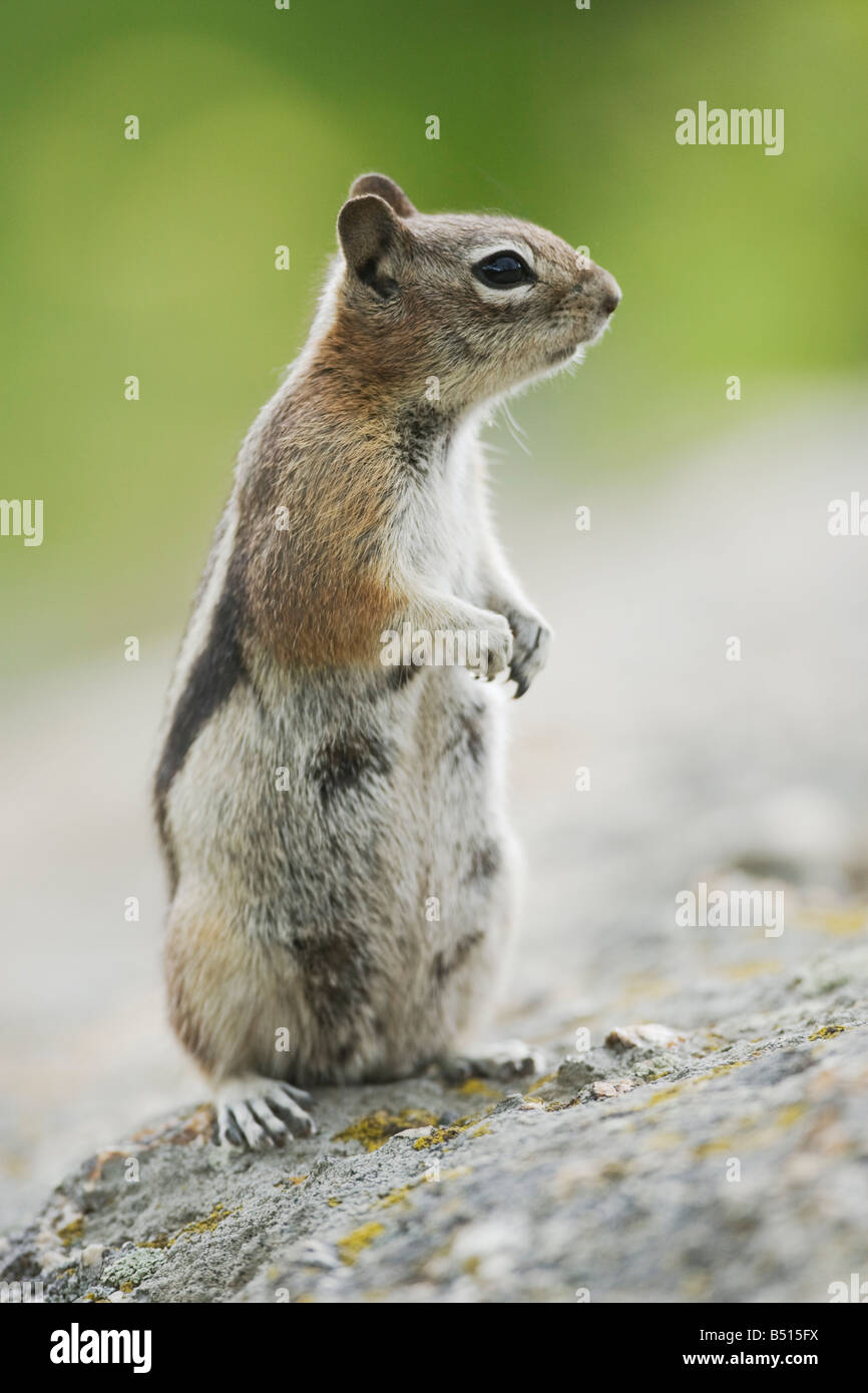 Golden-mantled scoiattolo massa Spermophilus lateralis femmina Rocky Mountain National Park Colorado USA Foto Stock