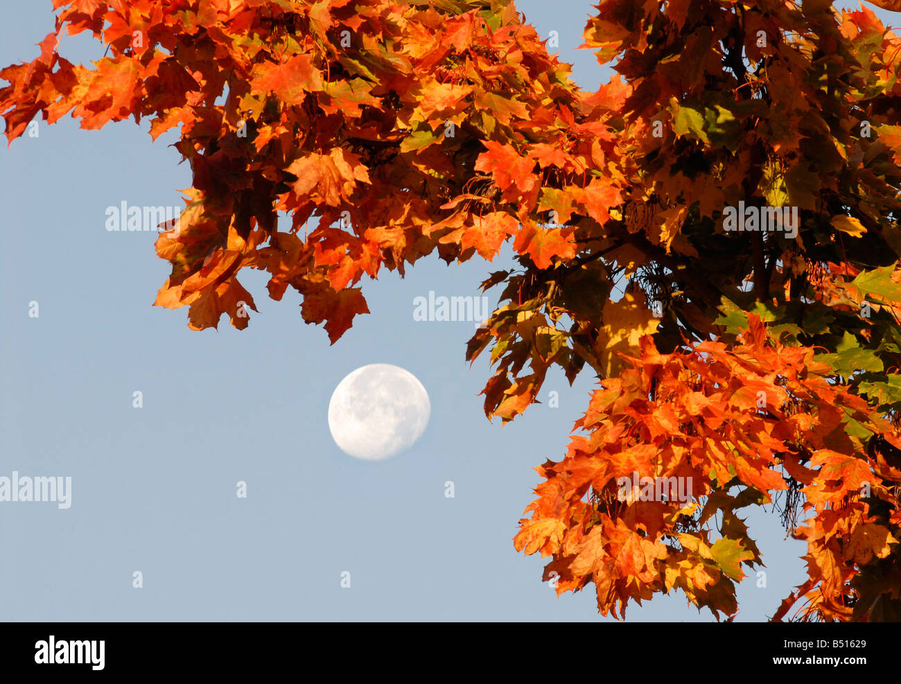 La luna vista attraverso foglie di autunno la mattina presto Rothwell Northamptonshire UK Ottobre 2008 Foto Stock