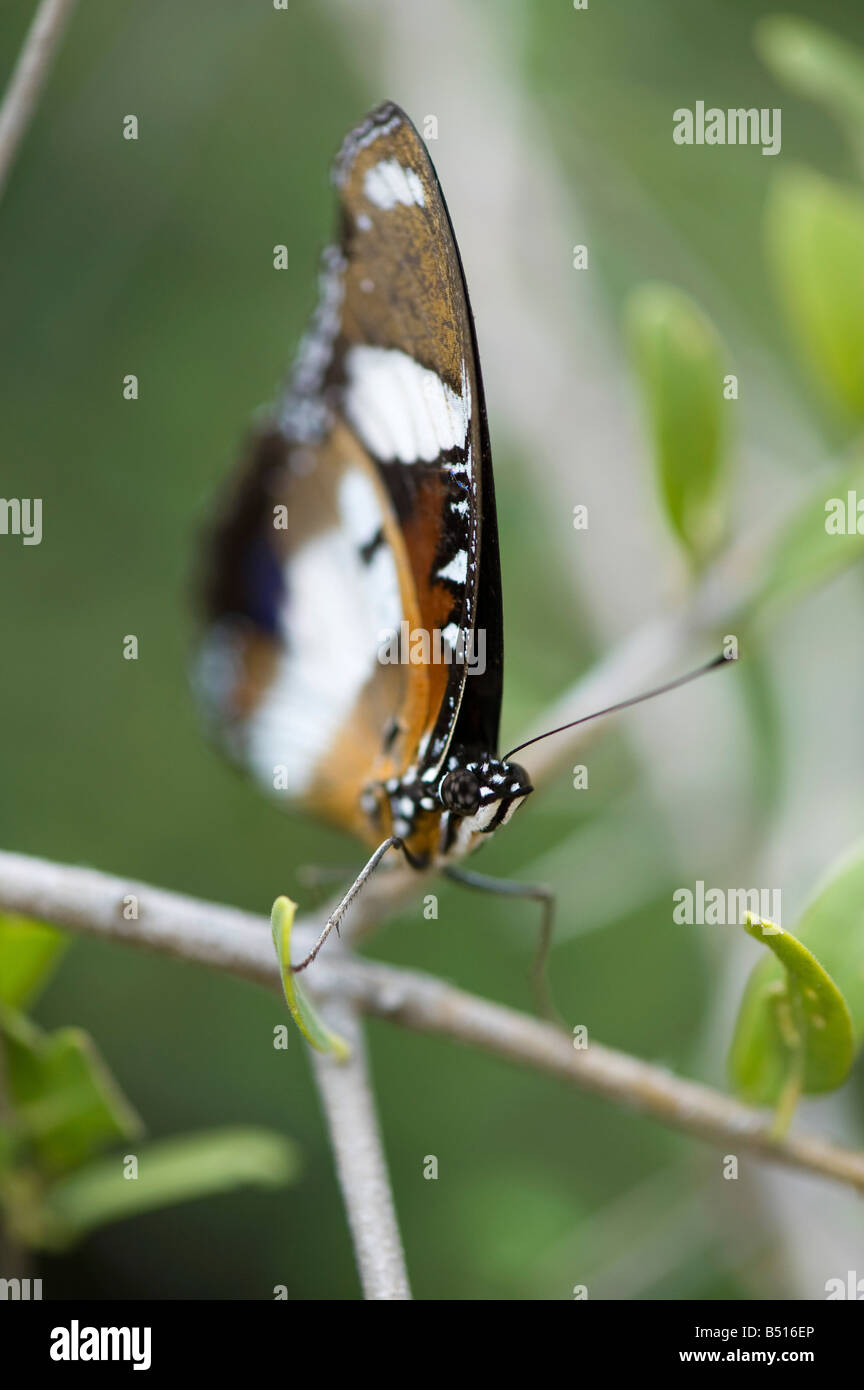 Hypolimnas misippus . Danaid Eggfly butterfly nella campagna indiana. Andhra Pradesh, India Foto Stock