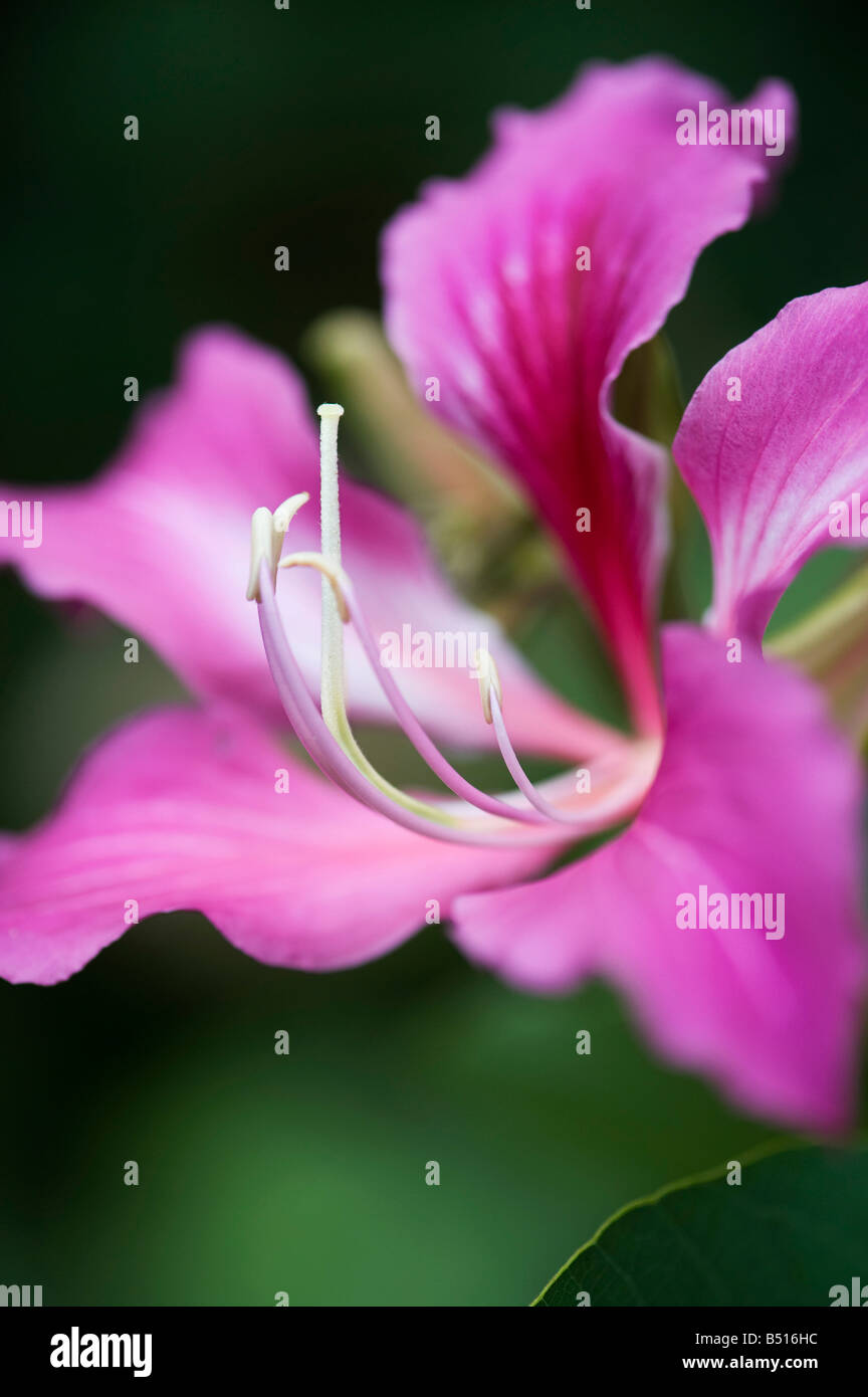 Bauhinia blakeana x. Hong Kong Orchid Tree fiore in un giardino indiano. India Foto Stock