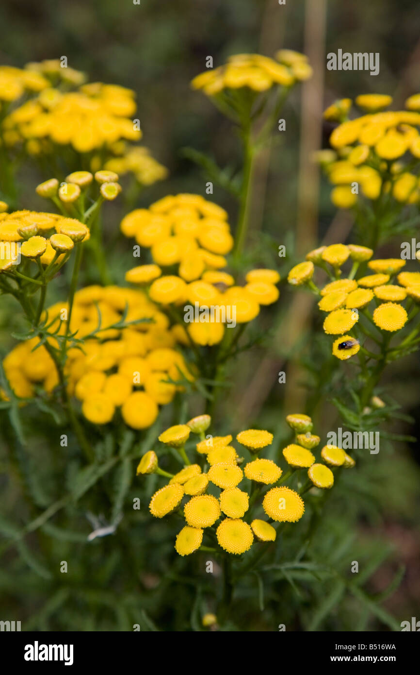 Tansy Tanacetum vulgare Foto Stock