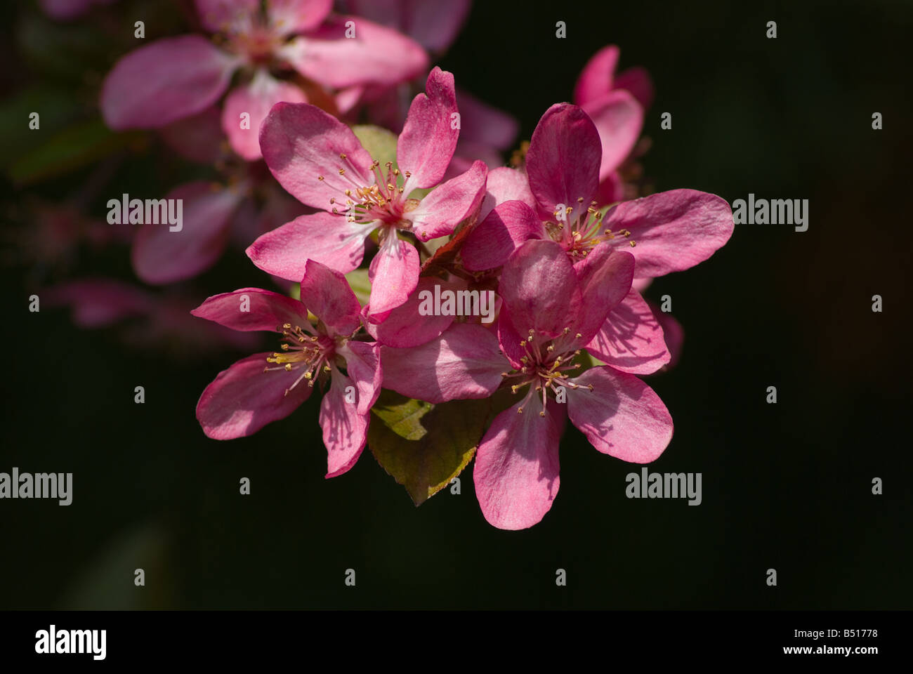 Alberi di fioritura Foto Stock