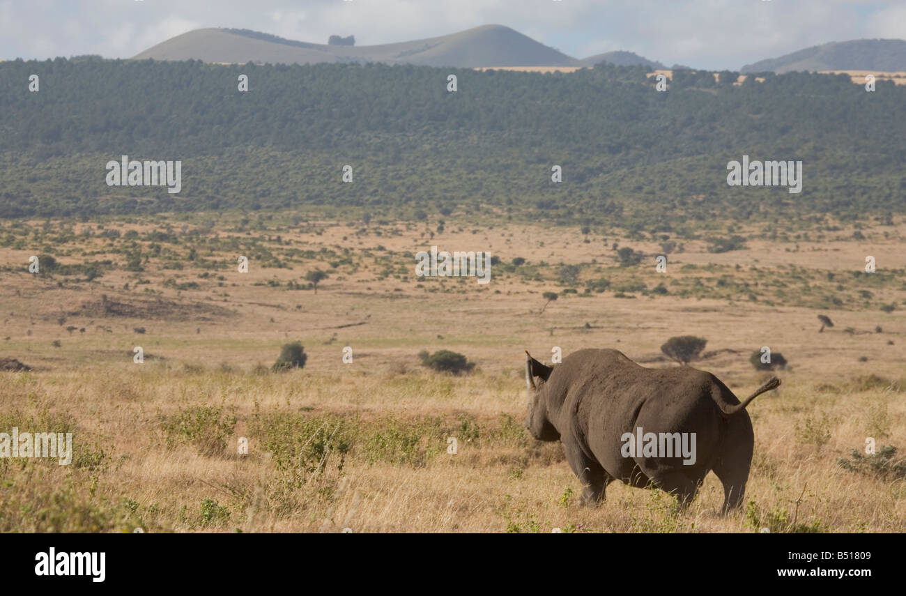 Il rinoceronte nero (Diceros simum) passeggiate attraverso le pianure, in Lewa Downs, Kenya. Questo rhino è selvaggio, pur essendo molto minacciate di estinzione. Foto Stock