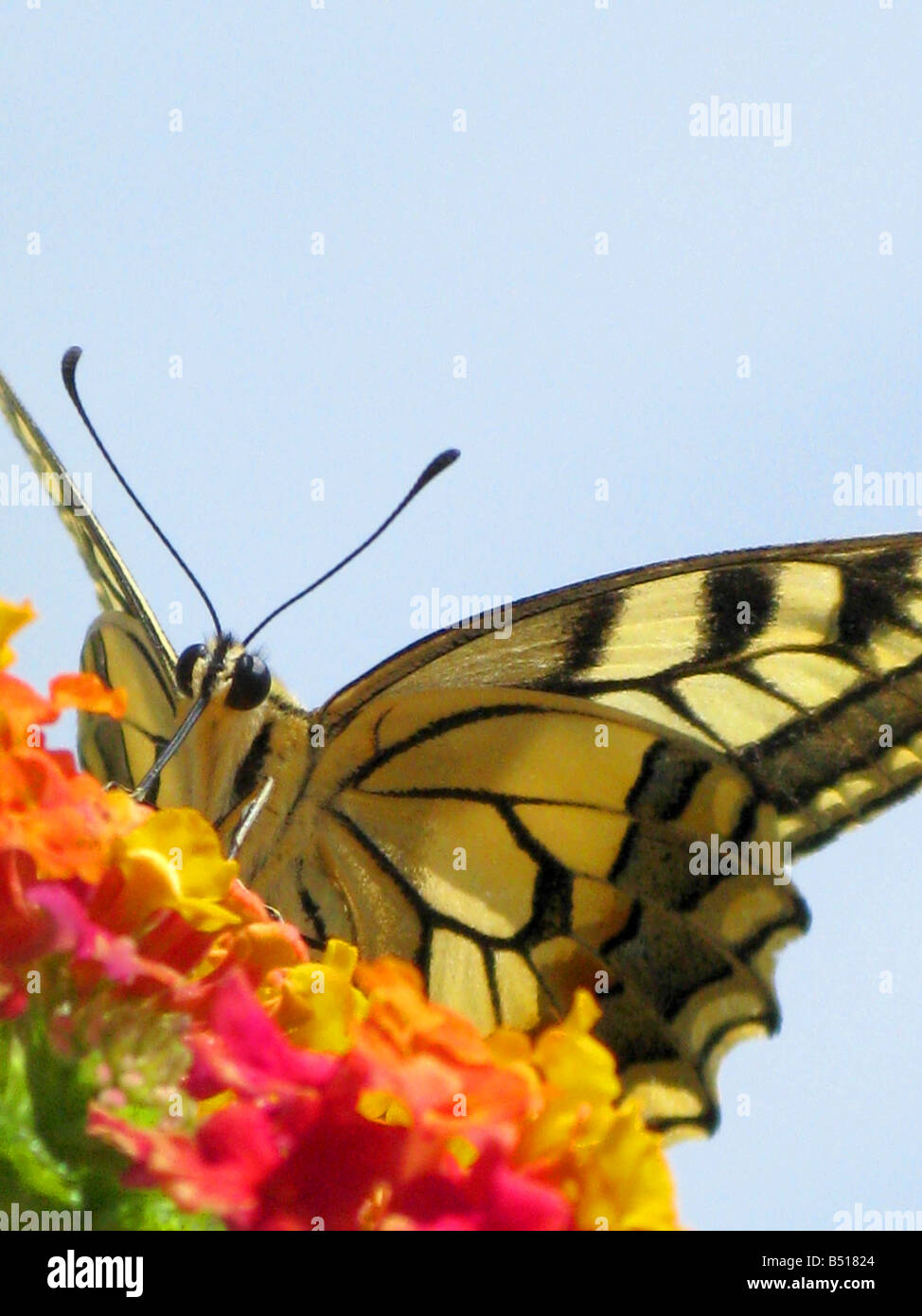 Coda forcuta le farfalle sono grandi, coloratissime farfalle che formano la famiglia Papilionidae. Foto Stock
