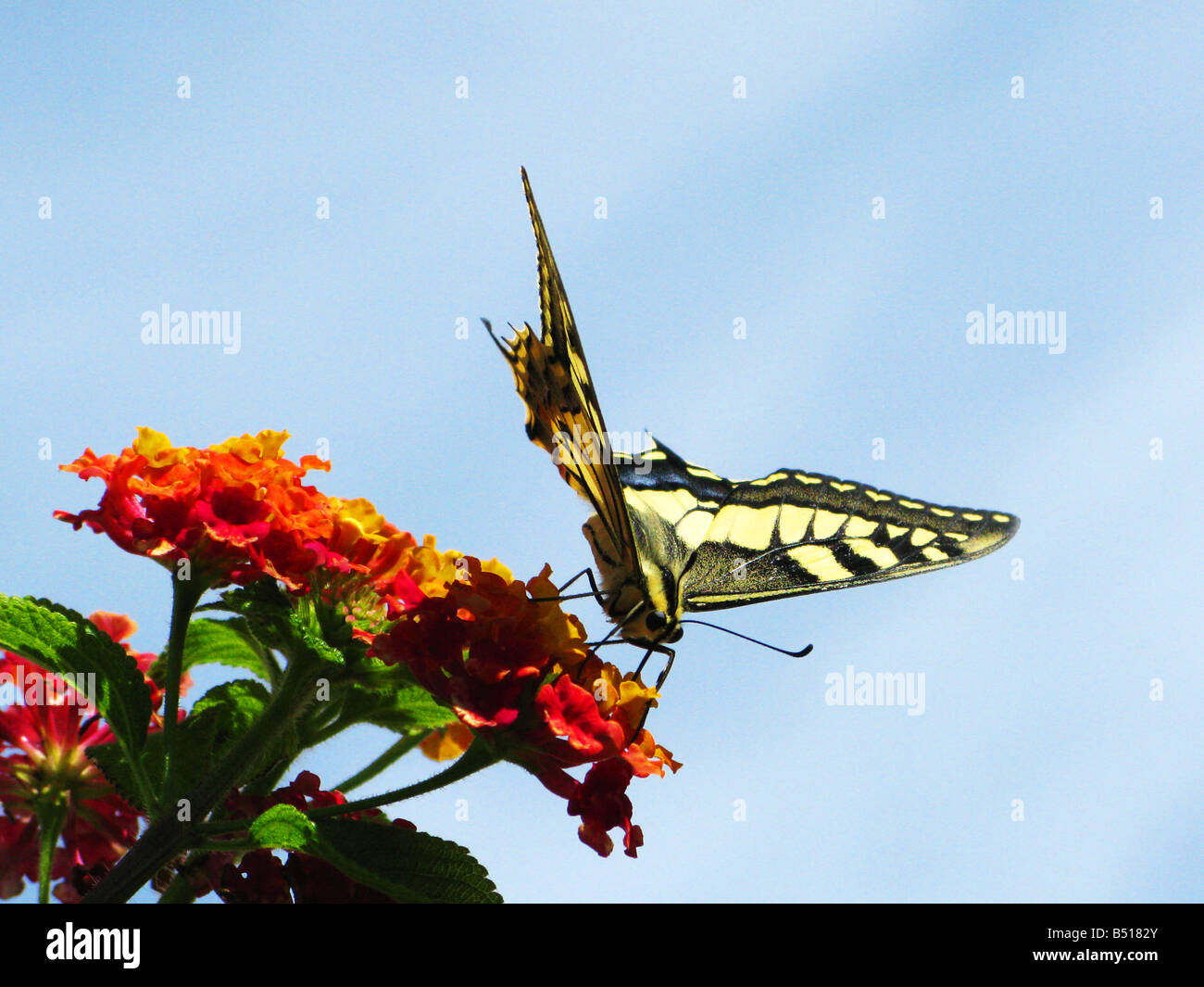 Coda forcuta le farfalle sono grandi, coloratissime farfalle che formano la famiglia Papilionidae. Foto Stock