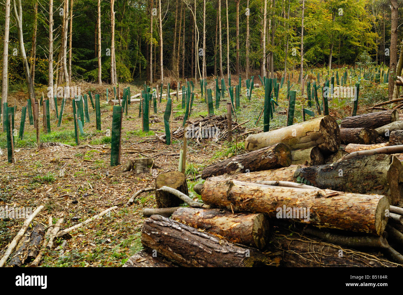 Gli alberi giovani in boschi gestiti di Cleeve legno a Goblin Combe, Cleeve, North Somerset, Inghilterra Foto Stock