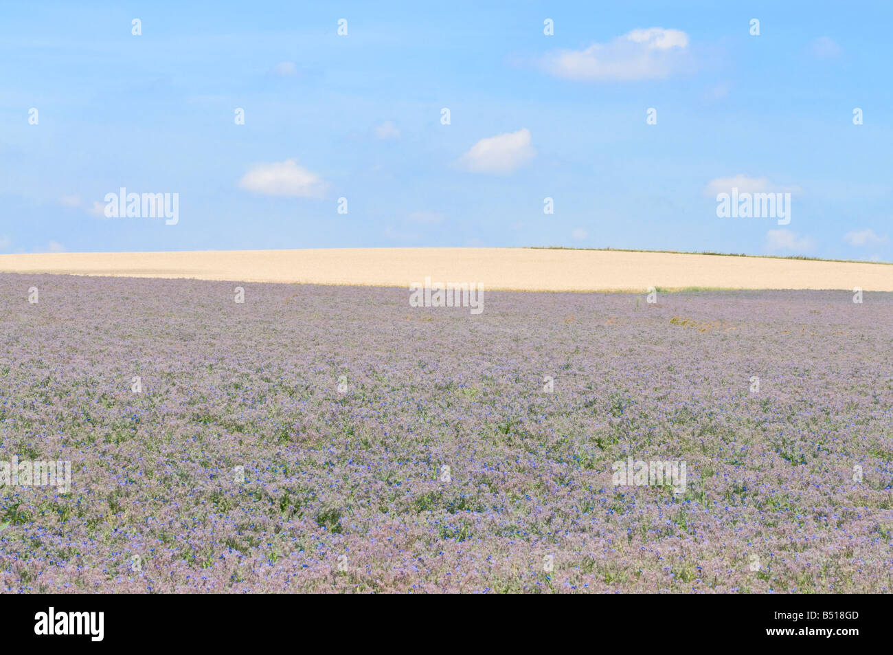 Norfolk campi di lavanda Foto Stock