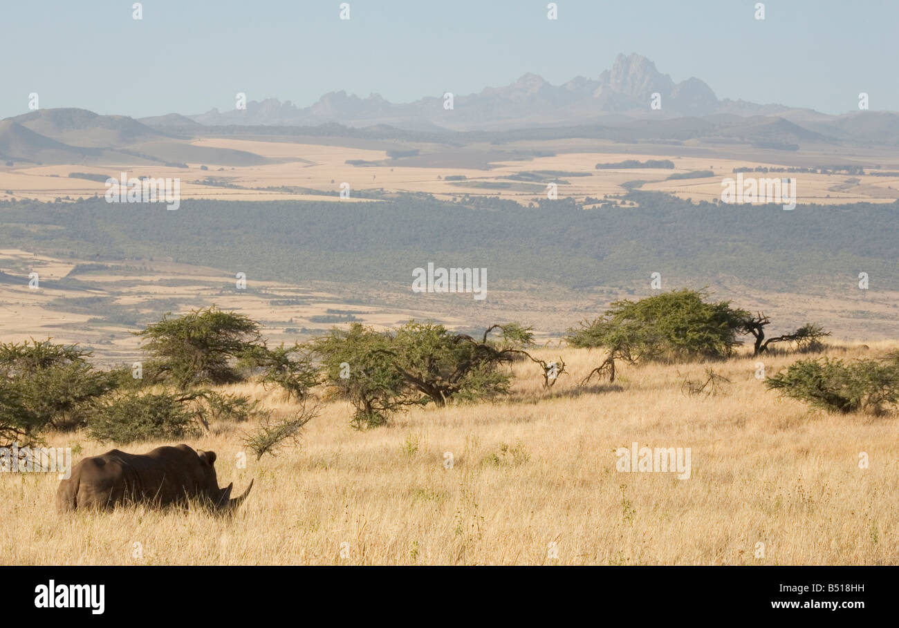 Il rinoceronte nero (Diceros simum) sorge sulla pianura sottostante il Monte Kenia; in Lewa Downs, Kenya, Africa orientale. Foto Stock