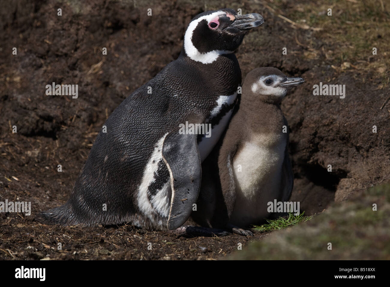 Magellanic Penguin & bambini Foto Stock