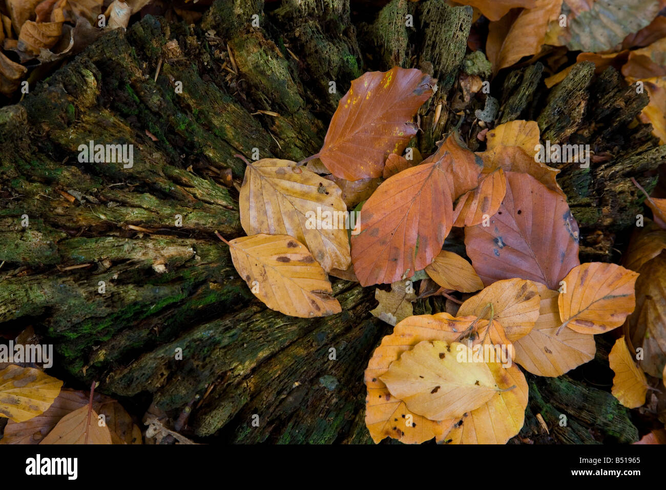 Foglie di faggio sul ceppo di albero Foto Stock