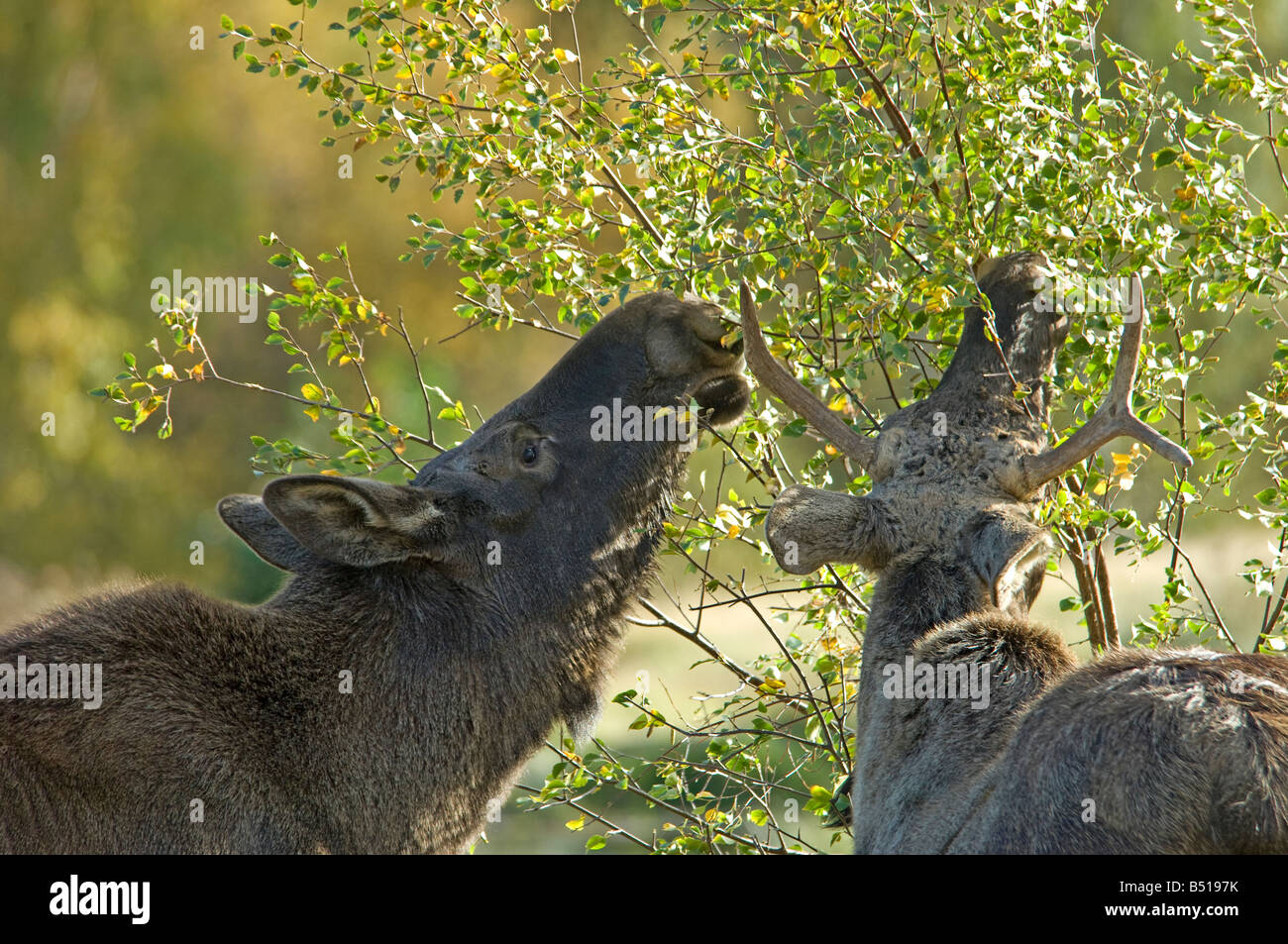 Europeo di alimentazione Elk sulla Betulla foglie in Scottish Highland Wildlife Park gestito dall'Edinburgh Zoo SCO 0929 Foto Stock