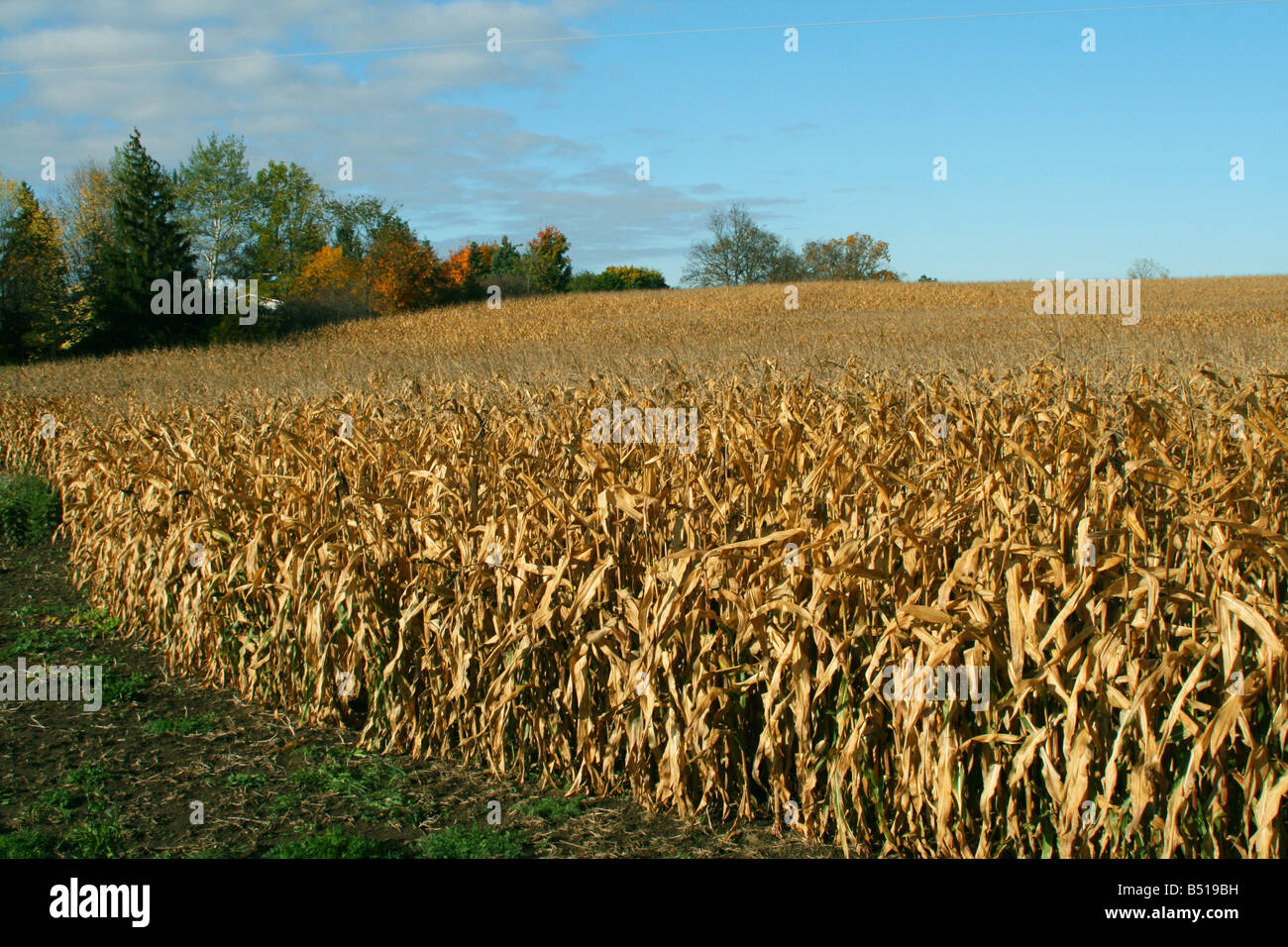 Stagionati di campo di mais mid-western USA Foto Stock