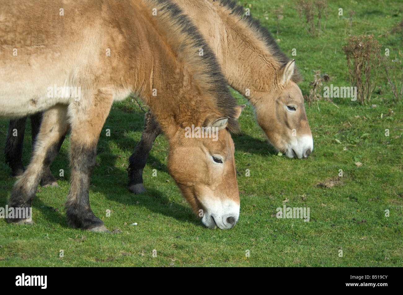 Cavallo di Przewalski presso l'Highland Wild Life Park Kincraig Scozia sono ora estinto nel selvaggio. SCO 0933 Foto Stock