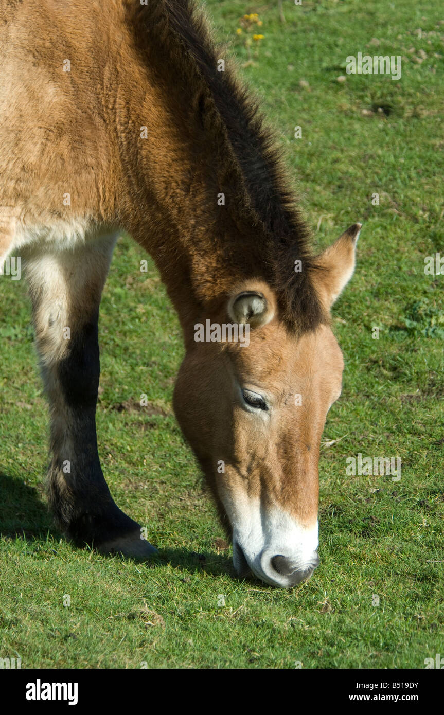 Cavallo di Przewalski presso l'Highland Wild Life Park Kincraig Scozia sono ora estinto nel selvaggio. SCO 0934 Foto Stock