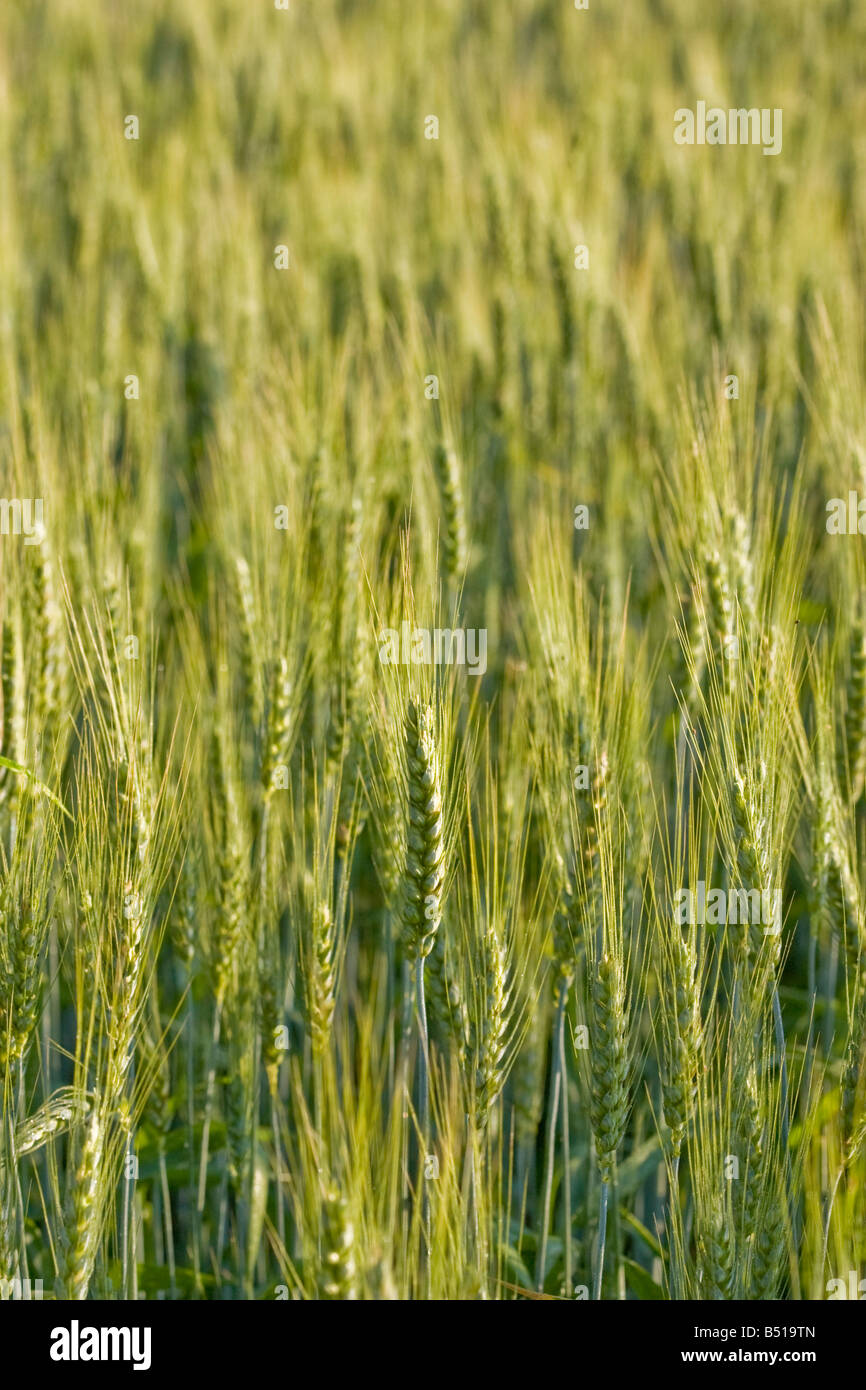 Campo di grano nella luce del mattino. Foto Stock