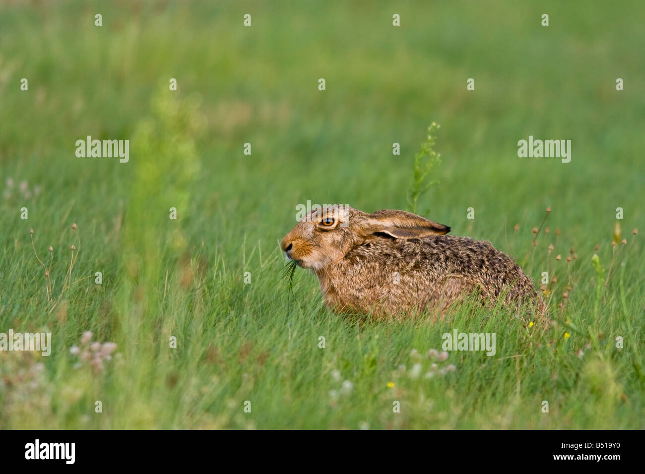 Ritratto di un marrone lepre (Lepus europaeus) cercando di nascondere in erba alta. Foto Stock