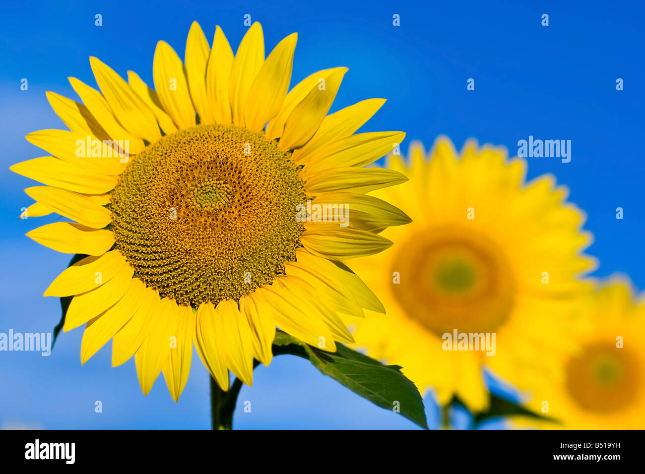 Due campi di girasoli in una vista sfalsati. Foto Stock