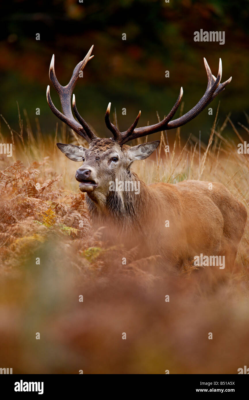 Red Deer Cervus Elaphus Stag testa su Richmond Park London Foto Stock