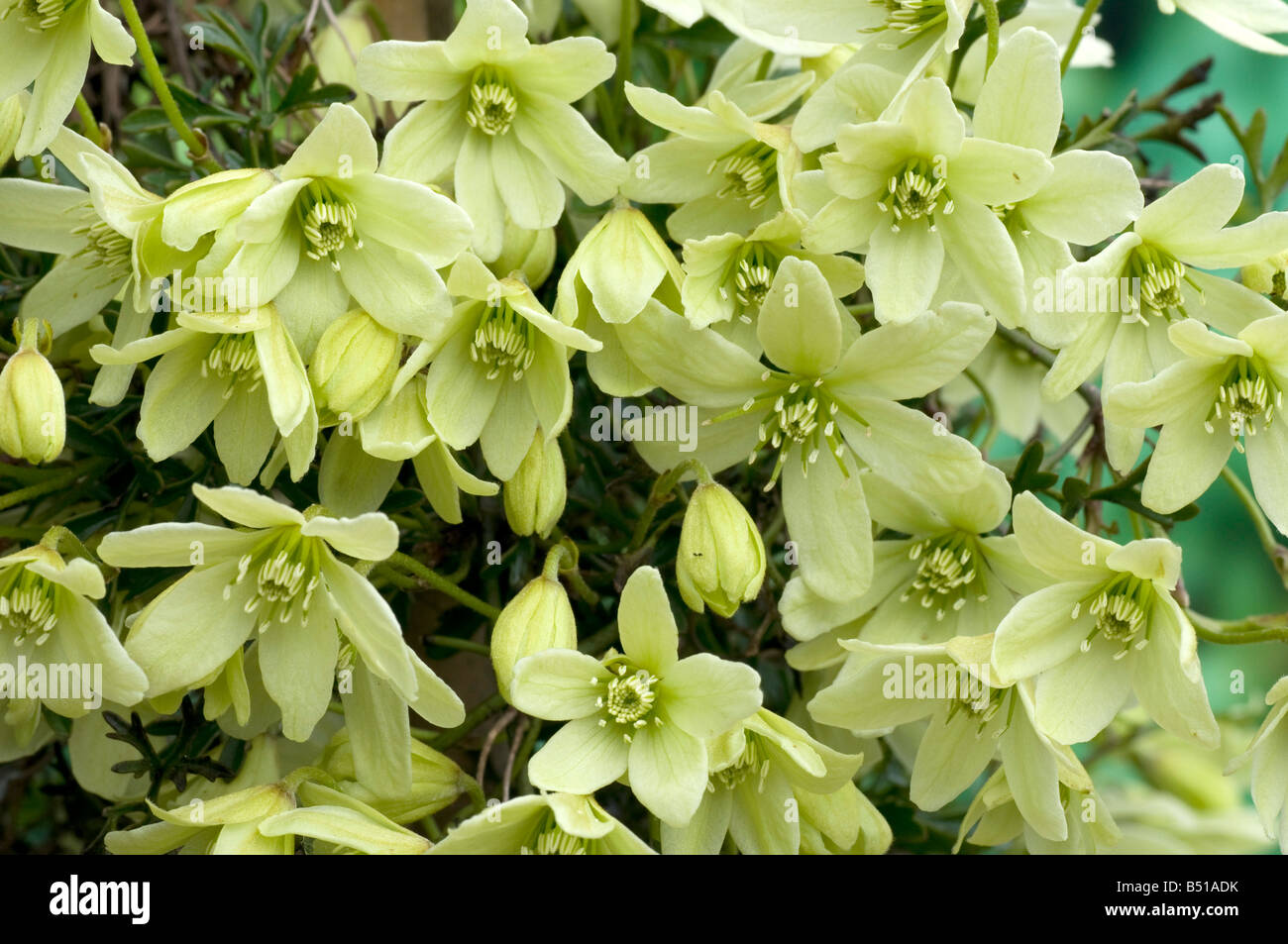 La crema fiori di Clematis "Pixie' Foto Stock