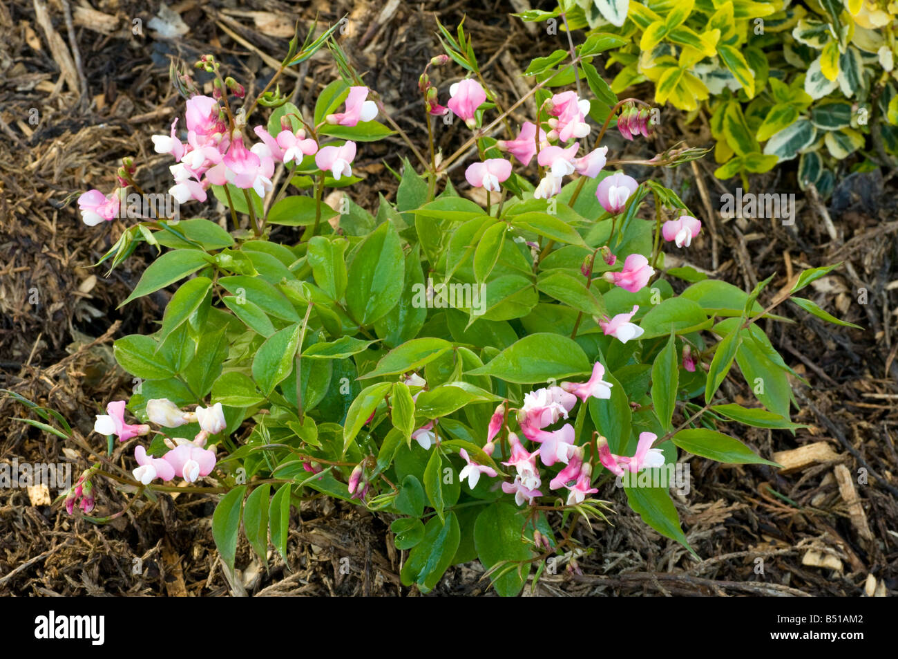 Fiore rosa forma di Lathyrus vernus Foto Stock