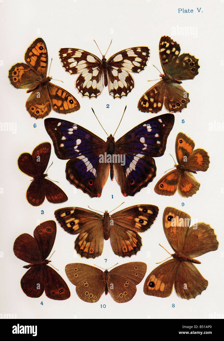 Diversi tipi di farfalle Foto Stock