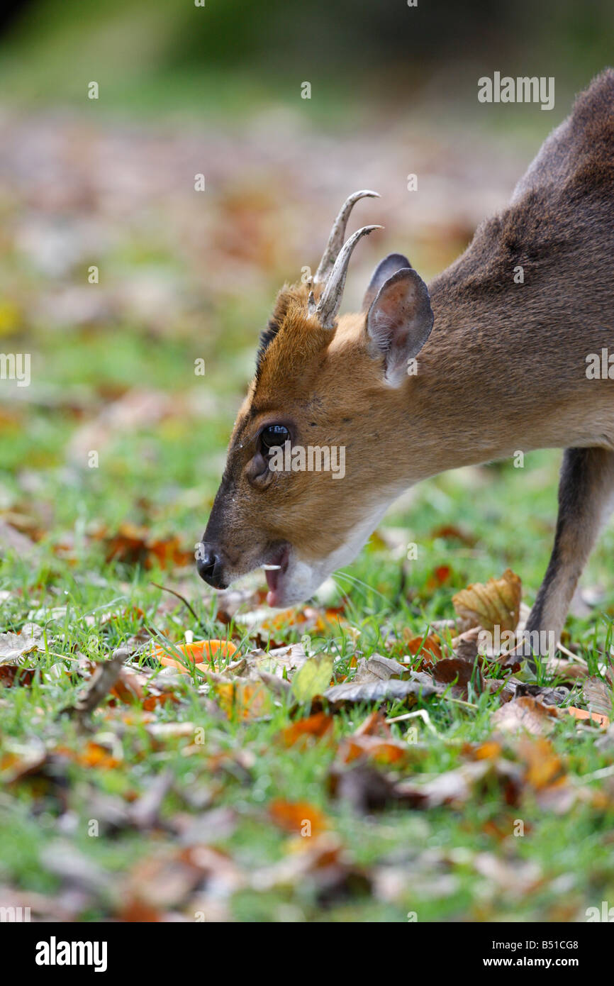 Il cinese muntjac Muntiacus reevesi Galles Foto Stock