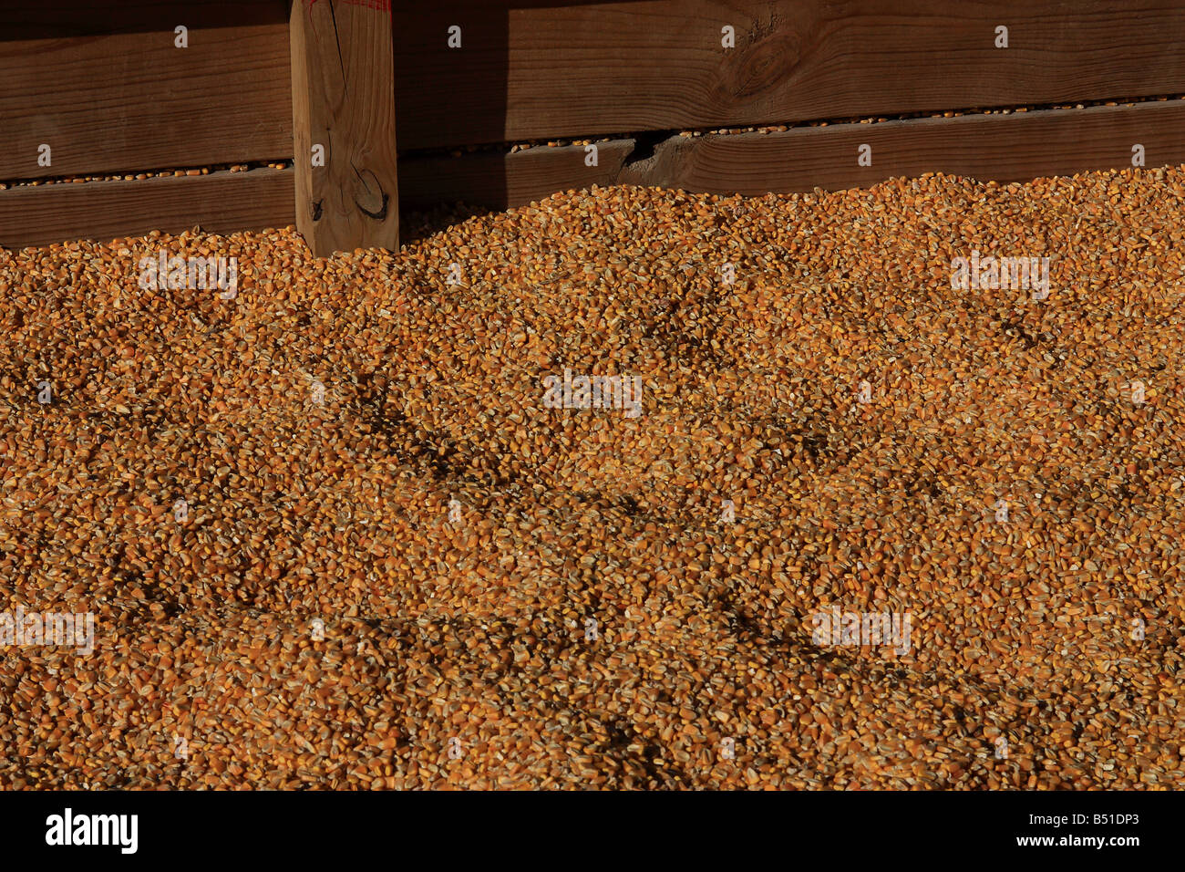 Chicchi di mais in bin in legno sulla fattoria. Dixie, Louisiana, Stati Uniti d'America (Caddo parrocchia). Foto Stock