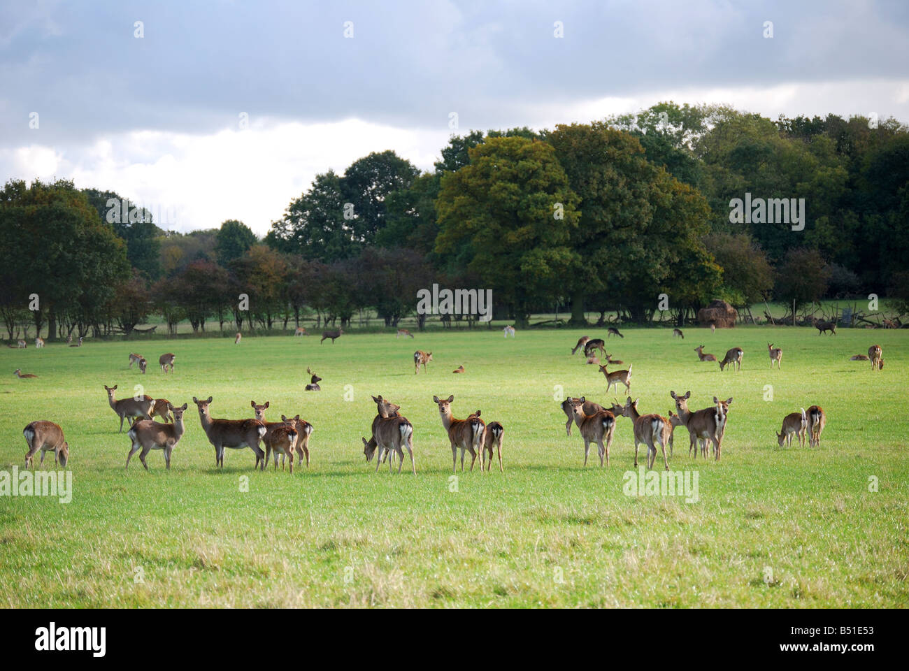 Allevamento di cervi, Heaverham, Kent, England, Regno Unito Foto Stock