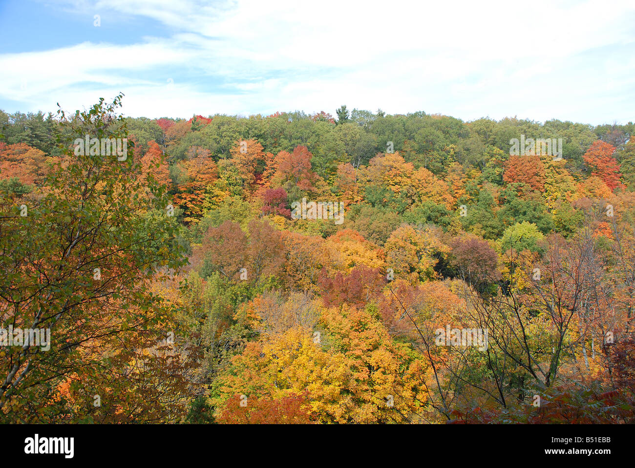 Foresta di autunno Foto Stock