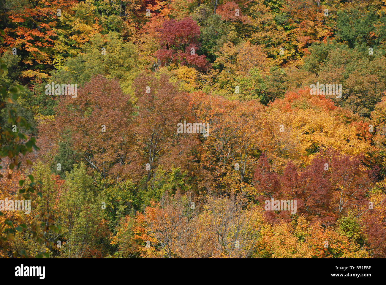 Foresta di autunno sfondo lascia Foto Stock